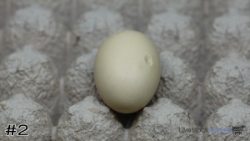 Egg#2