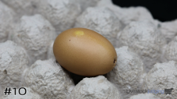 Egg#10