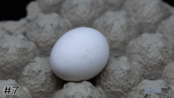 Egg#7