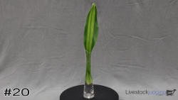 Plant#20