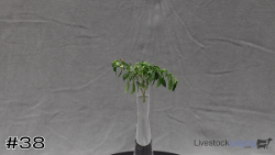 Plant#38
