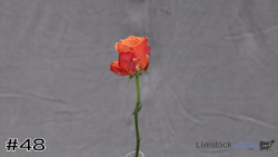 Plant#48