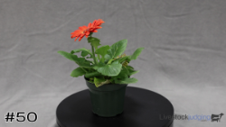 Plant#50