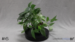 Plant#6