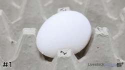 Egg#1