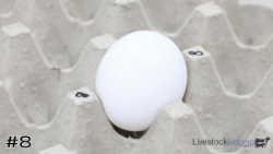 Egg#8