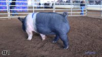 Pig #1
