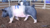 Pig #2