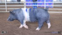 Pig #3