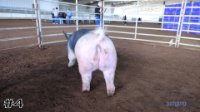 Pig #4