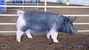 Class #10 Breeding Gilts thumbnail