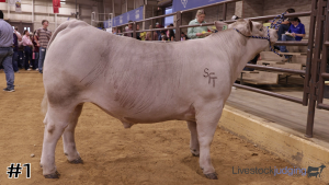 Class #1 Market Steers thumbnail