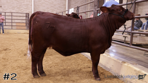 Class #2 Breeding Heifers thumbnail