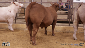 Class #3 Market Steers thumbnail