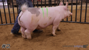 Class #7 Market Swine thumbnail