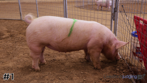 Class #5 Breeding Gilts thumbnail