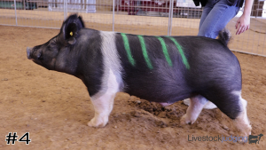 Class #4 Market Swine thumbnail