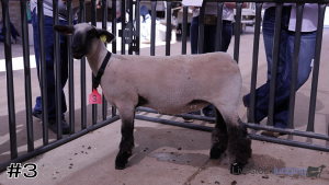 Class #6 Wether Dam Ewes thumbnail