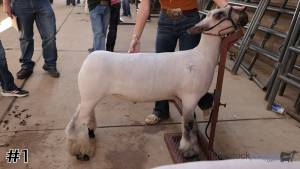 Class #8 Market Lambs thumbnail