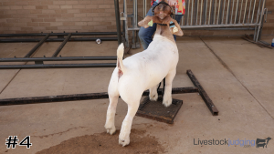 Class #9 Market Goats thumbnail