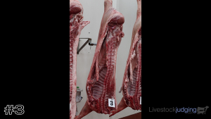 Class #1 Pork Carcasses thumbnail