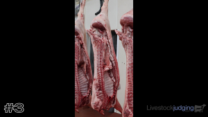 Class #4 Pork Carcasses thumbnail