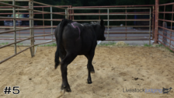 Calf#5