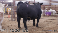 Steer#1