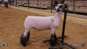 Class #1 Market Lambs thumbnail