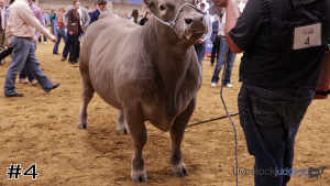 Class #10 Market Steers thumbnail