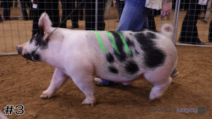 Class #11 Market Swine thumbnail