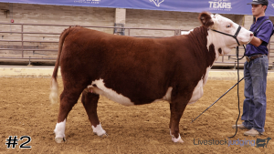 Class #2 Breeding Heifers thumbnail