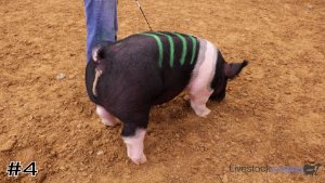 Class #3 Market Swine thumbnail