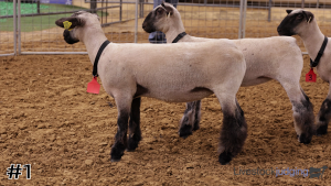 Class #4 Wether Dam Ewes thumbnail