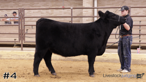 Class #5 Breeding Heifers thumbnail