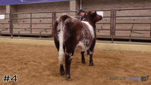 Class #6 Breeding Heifers thumbnail