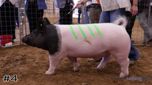 Class #7 Market Swine thumbnail