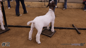 Class #9 Market Goats thumbnail