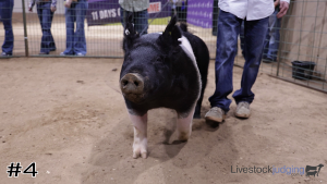 Class #1 Breeding Gilts thumbnail