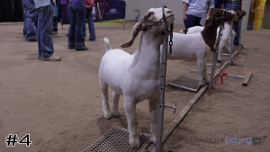 Class #10 Market Goats thumbnail