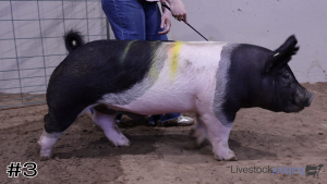 Class #12 Market Swine thumbnail