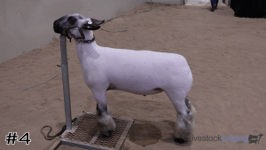 Class #13 Market Lambs thumbnail