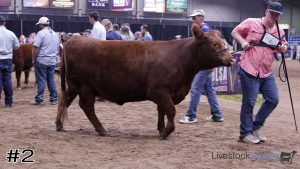 Class #2 Breeding Heifers thumbnail