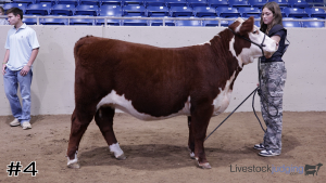 Class #3 Breeding Heifers thumbnail