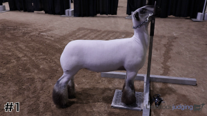 Class #4 Market Lambs thumbnail
