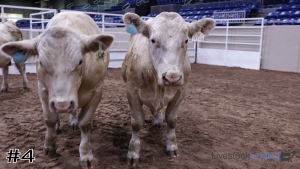 Class #5 Bulls thumbnail