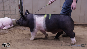 Class #6 Market Swine thumbnail