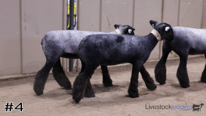 Class #7 Wether Dam Ewes thumbnail