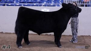 Class #8 Market Steers thumbnail