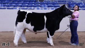 Class #9 Market Steers thumbnail
